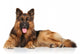 German Shepherd Dog Wall Decal Design 2
