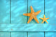 Starfish Old Rustic Door Wall Decal