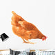 Pecking Chicken Wall Decal