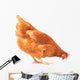 Pecking Chicken Wall Decal