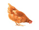 Pecking Chicken Wall Decal