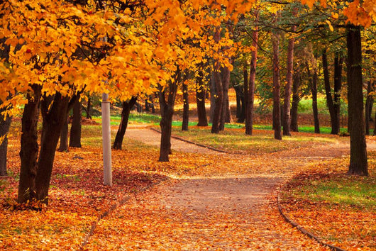 Autumn Park Wall Decal