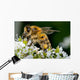 Insect Wall Decal