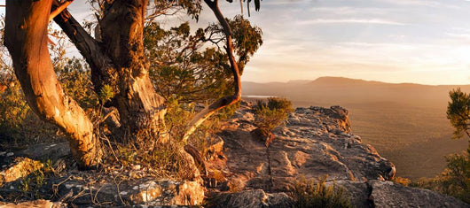 Australian Bush Landscape Wall Decal