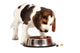 Beagle Puppy Wall Decal