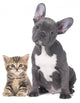 French Bulldog Kitten Wall Decal