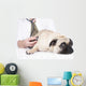 Vet Examines Pug Wall Decal