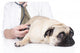 Vet Examines Pug Wall Decal