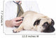 Vet Examines Pug Wall Decal