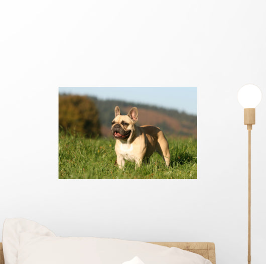 Chien Bouledogue Frana Ais Wall Decal