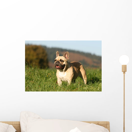 Chien Bouledogue Frana Ais Wall Decal
