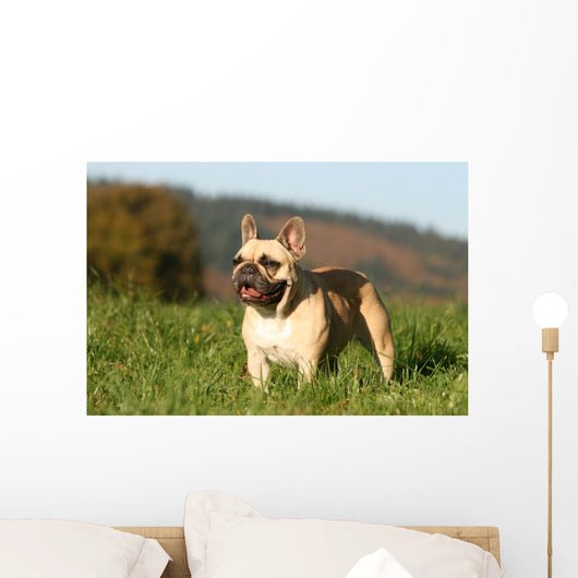 Chien Bouledogue Frana Ais Wall Decal