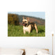 Chien Bouledogue Frana Ais Wall Decal