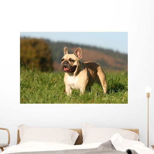 Chien Bouledogue Frana Ais Wall Decal