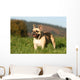 Chien Bouledogue Frana Ais Wall Decal