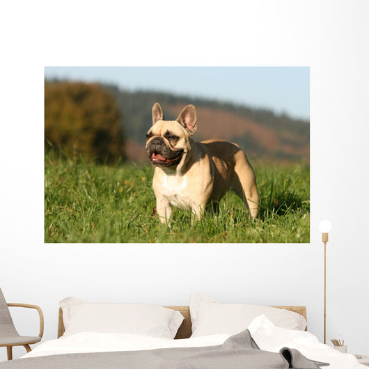 Chien Bouledogue Frana Ais Wall Decal