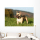 Chien Bouledogue Frana Ais Wall Decal