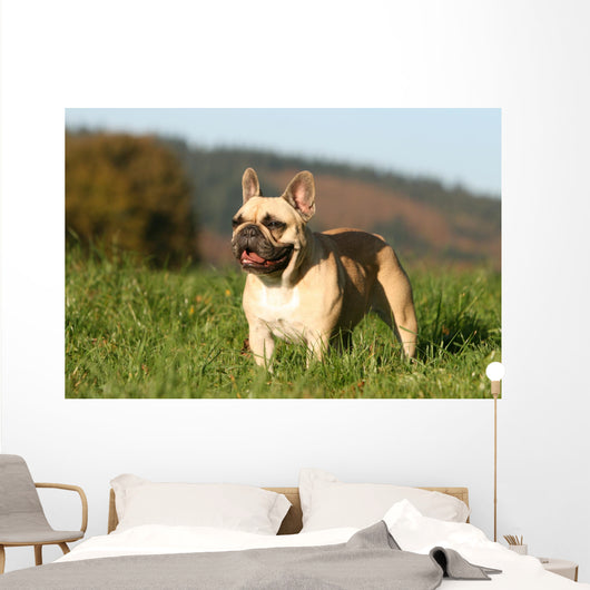 Chien Bouledogue Frana Ais Wall Decal