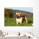 Chien Bouledogue Frana Ais Wall Decal