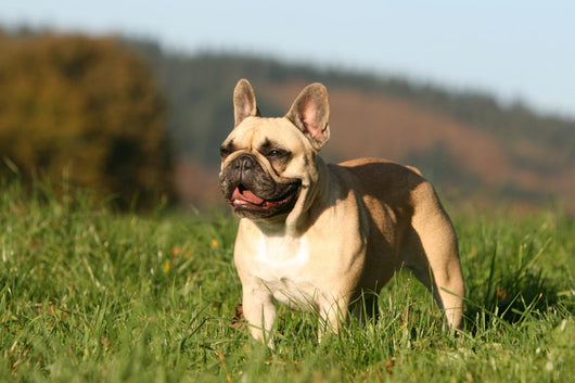 Chien Bouledogue Frana Ais Wall Decal