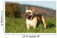 Chien Bouledogue Frana Ais Wall Decal