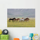Wild Horses Umbria Wall Decal