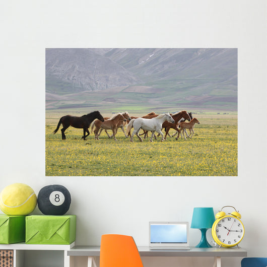 Wild Horses Umbria Wall Decal