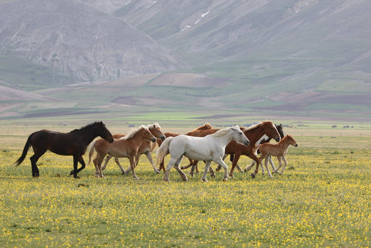 Wild Horses Umbria Wall Decal