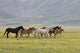 Wild Horses Umbria Wall Decal