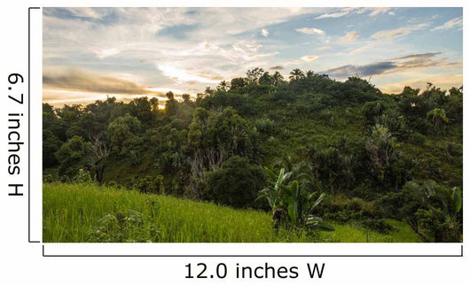 Ikalalao Jungle Wall Decal