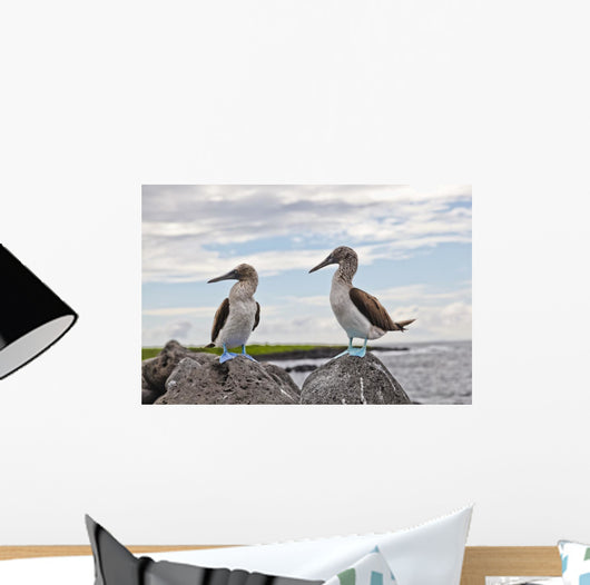 Blue-footed Booby Wall Decal