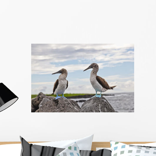Blue-footed Booby Wall Decal
