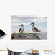 Blue-footed Booby Wall Decal