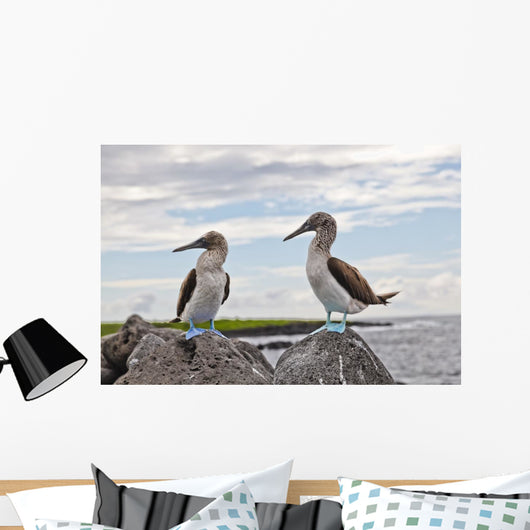 Blue-footed Booby Wall Decal