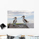 Blue-footed Booby Wall Decal