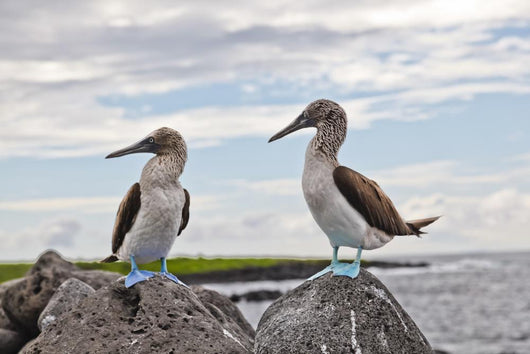 Blue-footed Booby Wall Decal