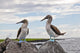 Blue-footed Booby Wall Decal