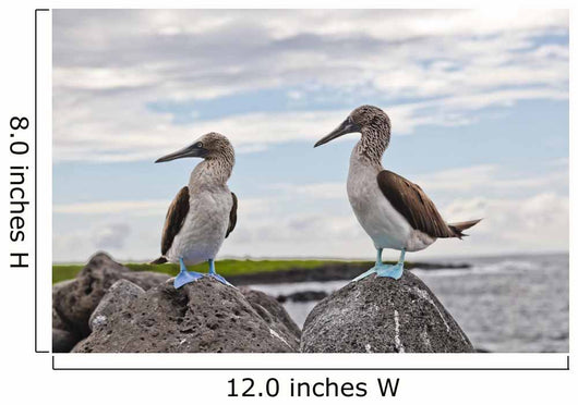 Blue-footed Booby Wall Decal