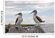 Blue-footed Booby Wall Decal