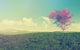 Maple Tree Landscape with Wall Decal