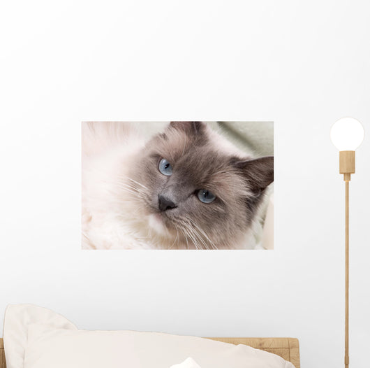 Cats Series Ragdoll Wall Decal
