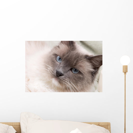 Cats Series Ragdoll Wall Decal