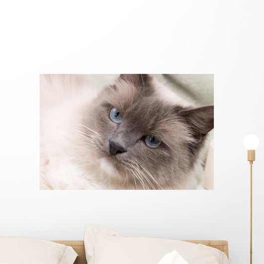Cats Series Ragdoll Wall Decal