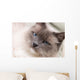 Cats Series Ragdoll Wall Decal