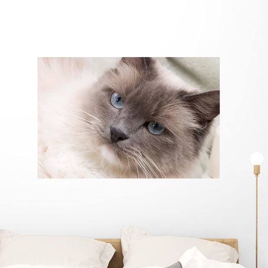 Cats Series Ragdoll Wall Decal