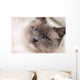 Cats Series Ragdoll Wall Decal