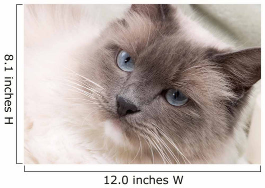 Cats Series Ragdoll Wall Decal