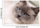 Cats Series Ragdoll Wall Decal