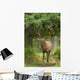 Red Deer Stag Wall Decal