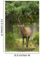 Red Deer Stag Wall Decal